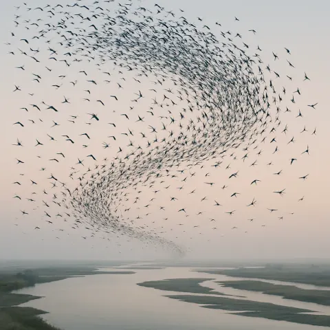 Vast Flock of Migratory Birds Swirls