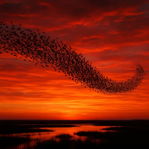 Vast Flock of Migrating Birds Forms a Dynamic