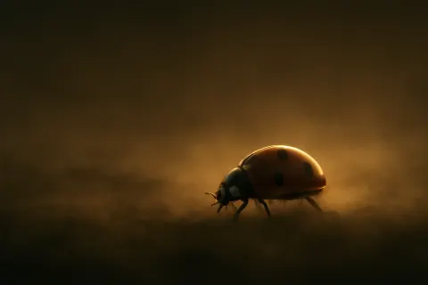 Single Ladybug—its Oval and Convex Form Shiny and Reflective