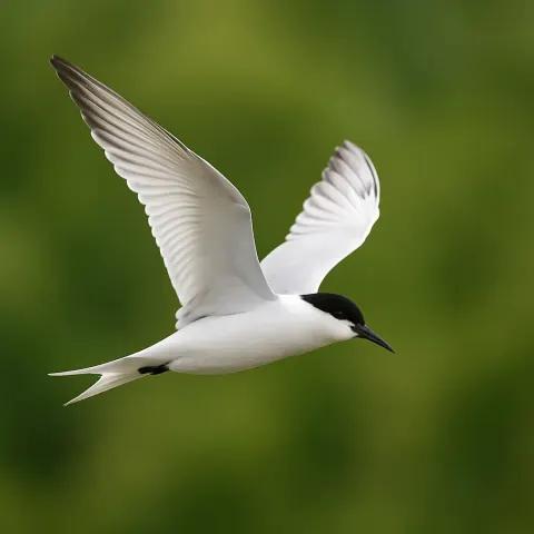 White Bird with Black Markings Flies Gracefully