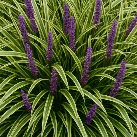Dense Cluster of Variegated Green and White Grassy Leaves