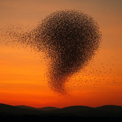 Vast Flock of Starlings Creates