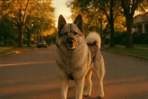 Norwegian Elkhound on a Quiet