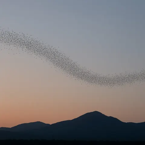 Countless Distant Specks of Migratory Birds Form a Vast