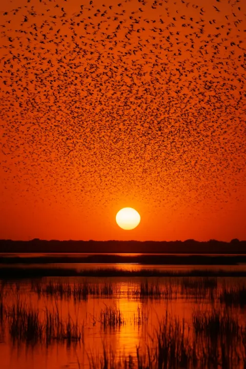 Vast Flock of Countless Birds Takes Flight from a Sprawling