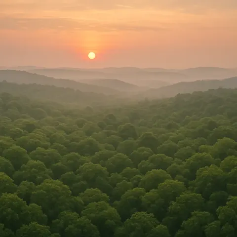 Countless Individual Trees Create a Dense
