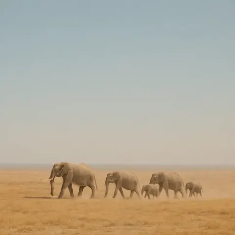 Small Herd of Distant