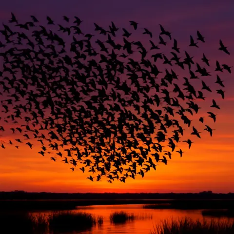 Vast Flock of Birds Takes Flight Simultaneously