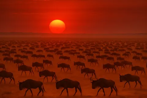 Thousands of Distant Silhouettes of Migrating Wildebeest Traverse a Vast