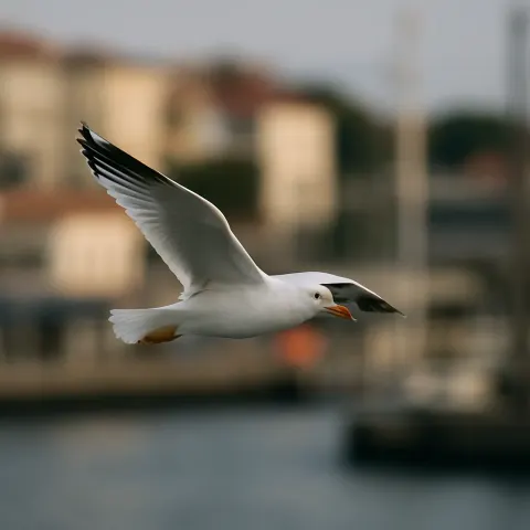 Seagull in Mid-flight over a Waterfront with Blurred Buildings