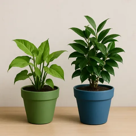 Photo Showing Two Side-by-side Plants in Pots
