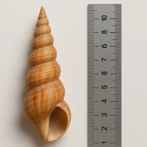 Spiraled Cone-shaped Seashell