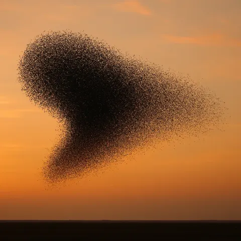 Massive Flock of Starlings