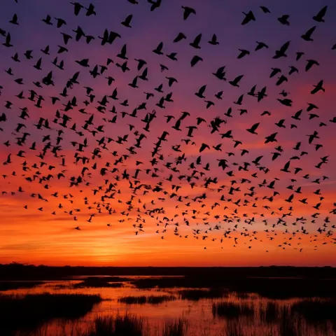 Vast Flock of Countless Birds Silhouettes Against a Vibrant