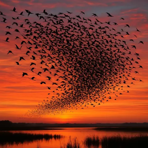 Vast Flock of Migratory Birds Forms