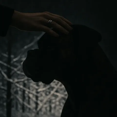 POV: a Ringed Hand Gently Pets a Dark Brindle Boxer