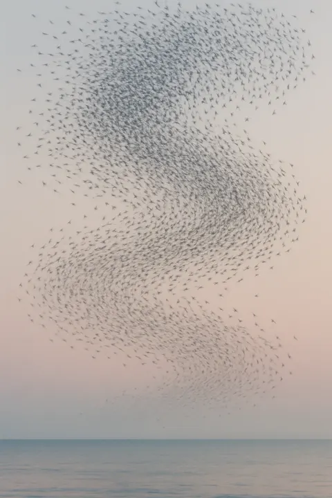 Vast Flock of Migratory Birds Forms a Dynamic