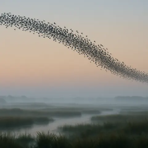 Hundreds of Migrating Birds Form