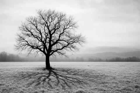Black-and-white Image Highlighting the Striking Contrast Between a Lone