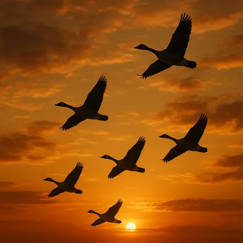 Flock of Geese