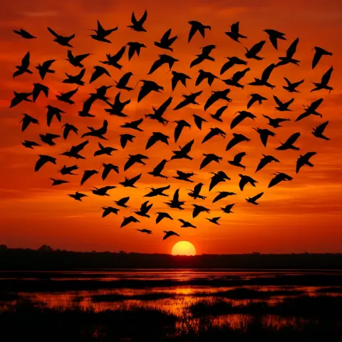 Large Flock of Silhouetted Birds Wheels