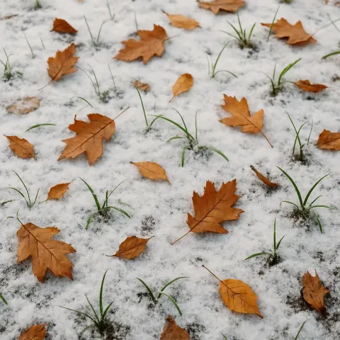 Thin Layer of Snow Covers the Ground