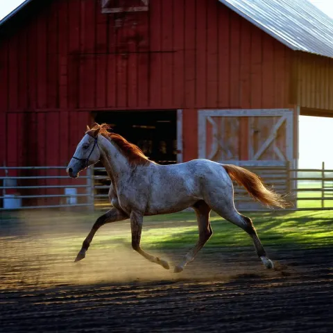 Velvia Horse Racing Past the Barn