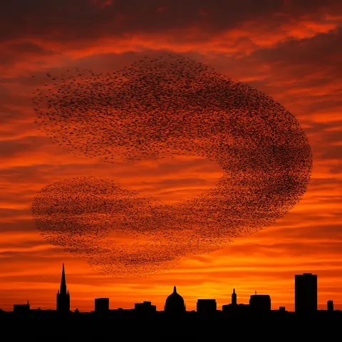 Vast Flock of Starlings