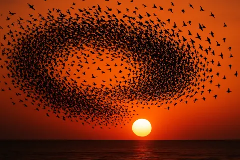 Immense Flock of Countless Silhouetted Birds Wheels and Turns