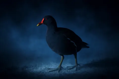 European Gallinule in Eerie Ground Fog