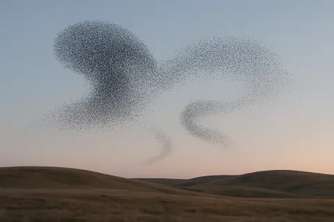 Immense Flock of Starlings Creates Dynamic