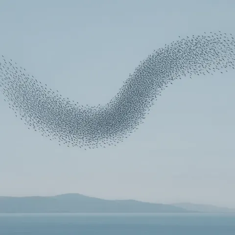 Vast Flock of Migratory Birds Forms a Dynamic