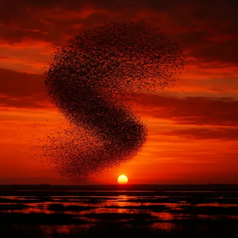 Vast Flock of Migrating Birds Forms