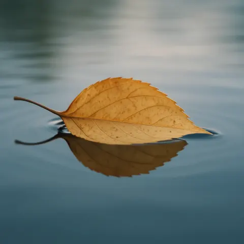 Fragile Leaf Softly