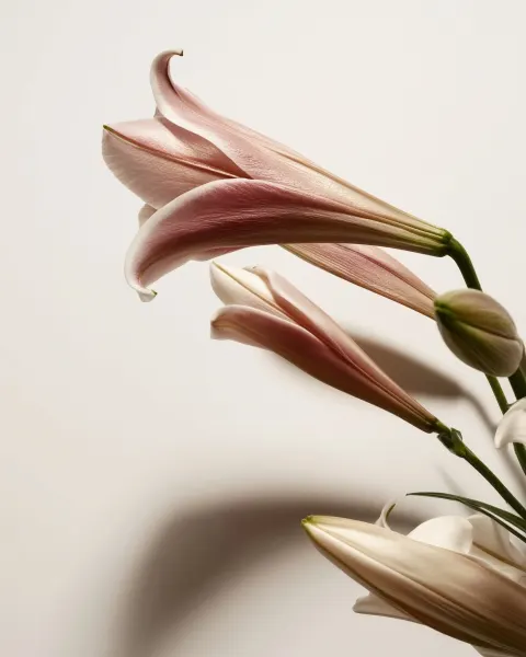 Macro shot of delicate lily flowers, soft curved petals in dusty pink