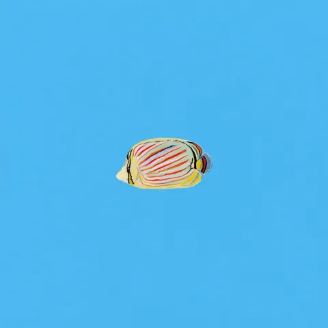 An illustration of a Chaetodon lineolatus fish from side