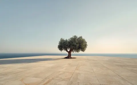 An olive tree in the middle of an empty terrace with light-colored stone tiles