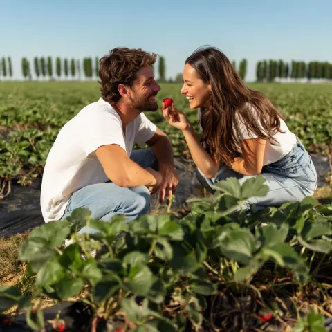A young Italian couple in a strawberry field in the Po Valley