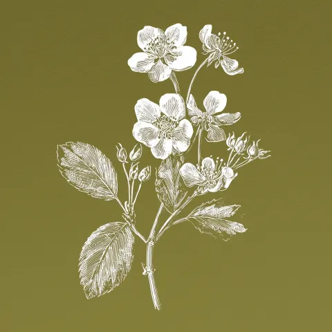 Illustration of a hawthorn plant, line art, white ink on an olive green paper background.