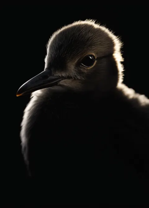 Extreme close-up of a birds's face, black background, edge light