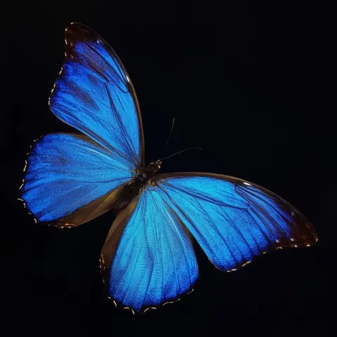 Blue butterfly profile on a black background