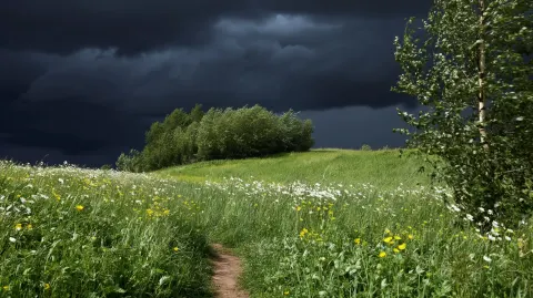Fixed-camera shot of a wild meadow before a storm. Sky 55%