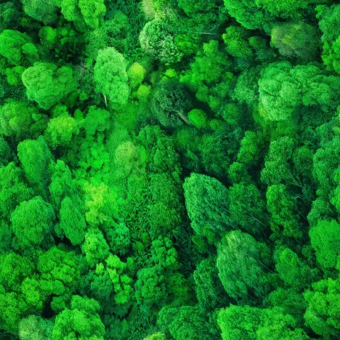 Photorealistic jungle from above, top down, aerial view, diverse lead shapes, rich green hues