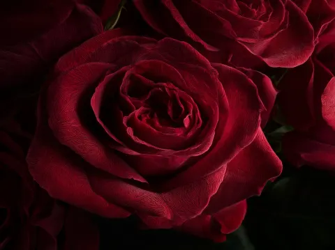A close-up of dark red roses, captured in a high-contrast photograph with dramatic lighting. the pet