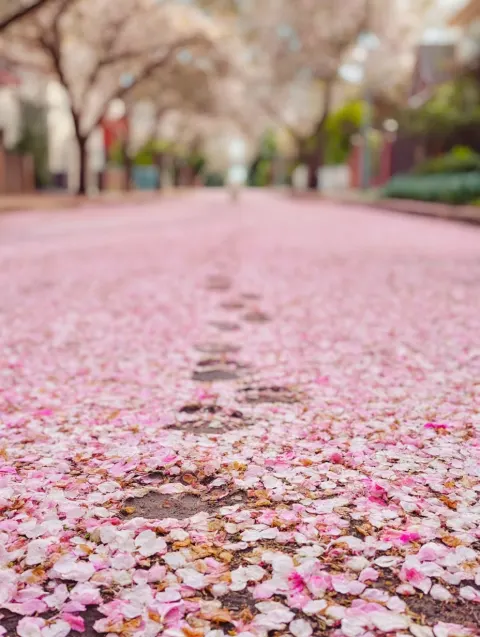 A poetic, high-angle shot focusing on a sea of fallen cherry blossom petals on a quiet road. A small