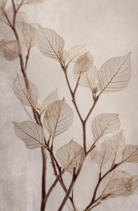 An aged and worn white photograph of delicate, pale leafy plant branches with intricate veins and mu