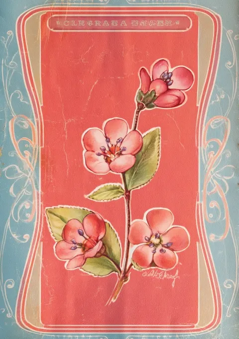Vintage poster of the chilean bellflower, says "chloraea rosea" at the top in a japanese-style font