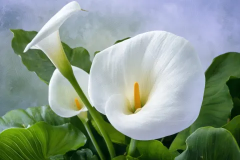 White calla lily full stems with leaves, soft watercolor brushstroke style
