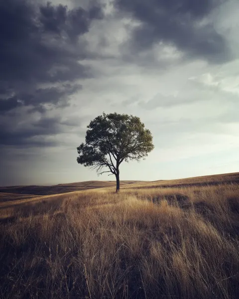 A lone tree in the middle of nowhere, a photo by Évariste Vital Luminais