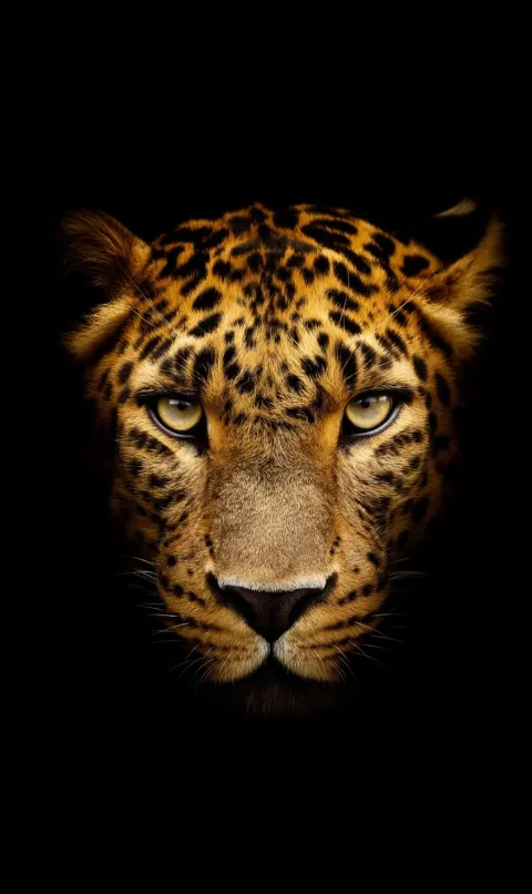 Extreme close-up of golden leopard, black background, edge light